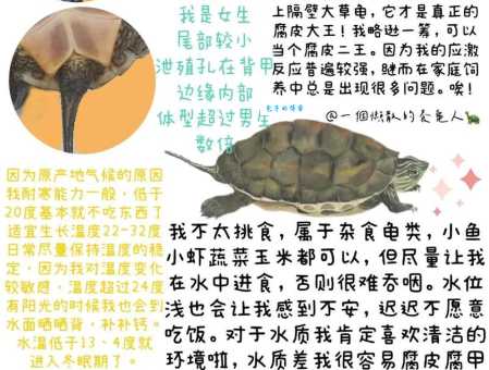 龟趺是什么意思好理解吗？专家帮你三分钟看懂！