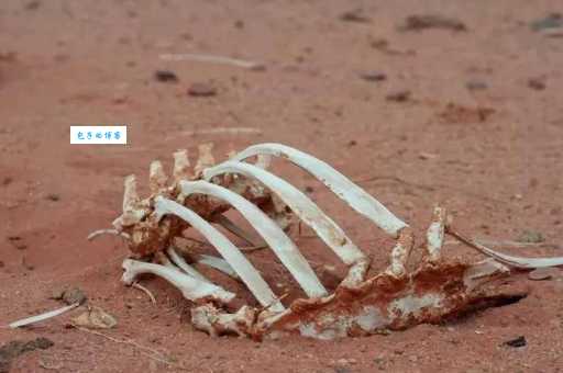 一文读懂骸骨是什么意思，让你不再疑惑！