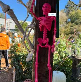 一文读懂骸骨是什么意思，让你不再疑惑！