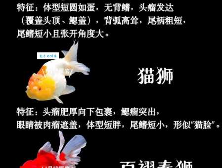 想知道金鳞是什么意思？这里有最全的解答