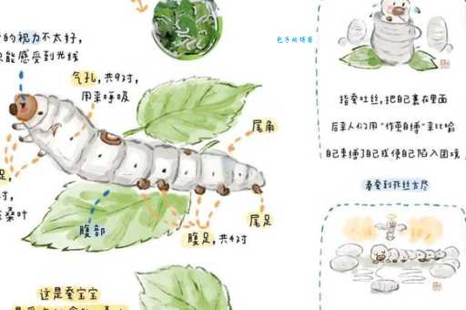 春蚕抽丝含义解析:原来它比喻的境界这么美!