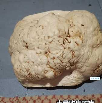 树瘤是什么意思？原来它有这些不为人知的秘密！