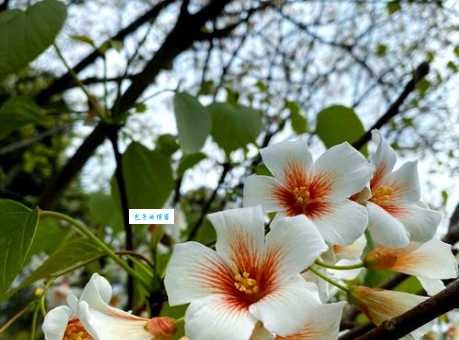 桐子是什么意思？原来指的竟是这种植物！