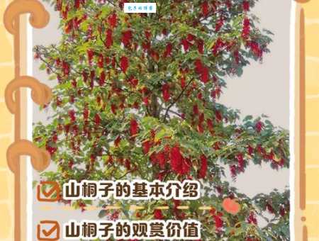 桐子是什么意思？原来指的竟是这种植物！