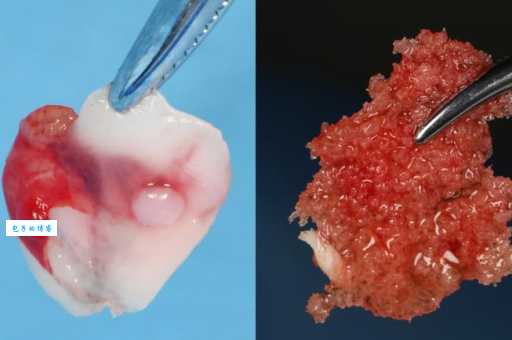 黏皮着骨是什么意思?一分钟帮你彻底搞懂!