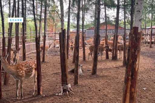 到底四不像的意思是什么？看完这篇你就彻底明白了