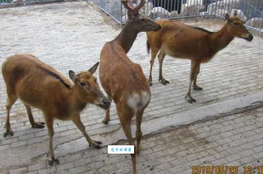 到底四不像的意思是什么？看完这篇你就彻底明白了