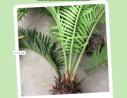 铁树开花的意思有哪些？为你揭秘背后的深层含义！