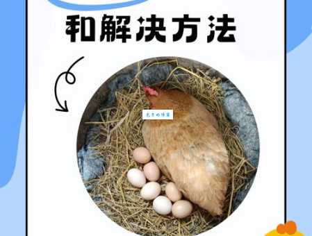 杀鸡取卵的意思是什么?带你深入了解背后的道理!