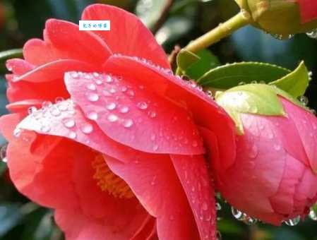 满脸生花是什么意思呢?一篇文章教你快速读懂它!