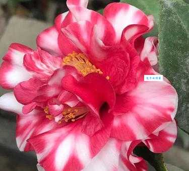 春满人间什么意思怎么解释？这篇文章讲得非常清楚！