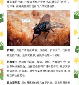 苍蝇碰壁是什么意思及寓意?生活中有哪些常见的例子!