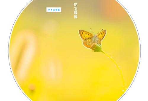 到底花飞蝶舞的意思是什么？这几种用法最常见