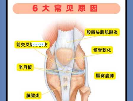 膝髁的意思图解说明,通俗易懂地讲解膝关节解剖知识