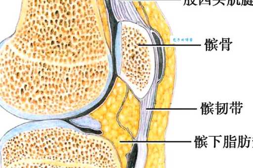 膝髁的意思图解说明,通俗易懂地讲解膝关节解剖知识