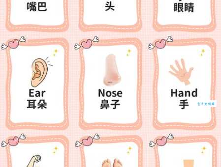 单词ankle是什么意思？图解人体部位帮你轻松记住它