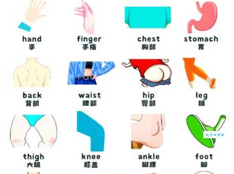 单词ankle是什么意思？图解人体部位帮你轻松记住它