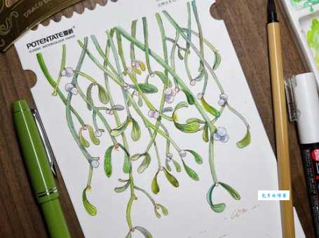 你知道mistletoe什么意思吗？揭秘槲寄生背后的浪漫传说