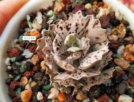 雀扇是什么意思?带你全面了解这种多肉植物的特征