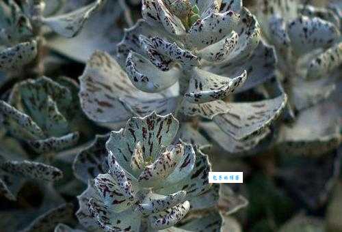 雀扇是什么意思?带你全面了解这种多肉植物的特征