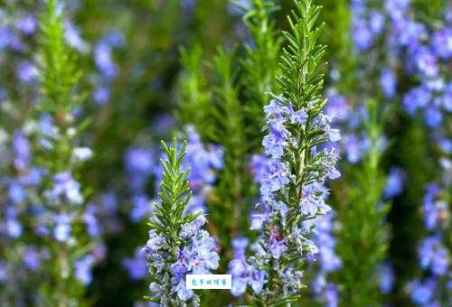 rosemary是什么意思？一分钟带你认识浪漫的迷迭香