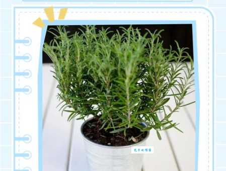 rosemary是什么意思？一分钟带你认识浪漫的迷迭香