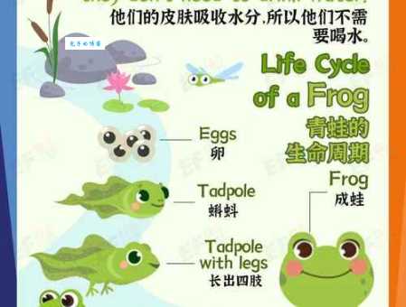 frog是什么意思？带你快速了解这个英文单词的含义