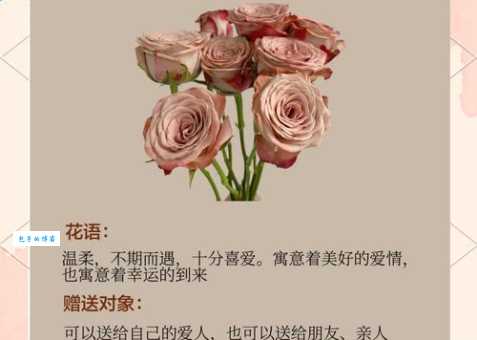 provence是什么意思？解密法国普罗旺斯的浪漫含义！