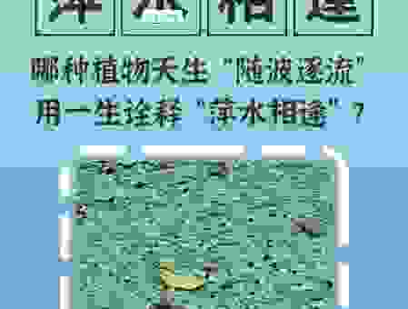 萍水相逢是什么意思?带你深入了解这个成语的含义