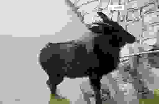 常听人说四不像是什么意思?带你了解它的由来与含义