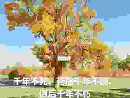 坚韧不拔的意思是什么?分享几个让你通俗易懂的解释!