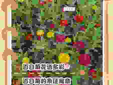 花无百日红的意思怎么理解?看懂这篇内容就够了