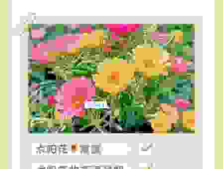 花无百日红的意思怎么理解?看懂这篇内容就够了