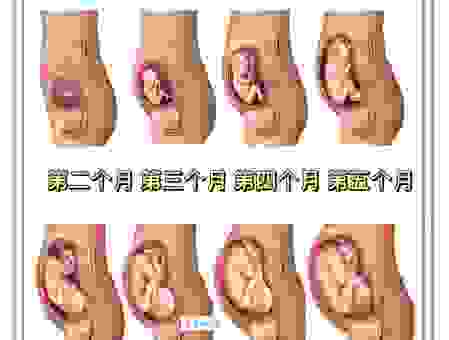 胎儿脐带的意思有哪些?孕妈一定要看懂这些!