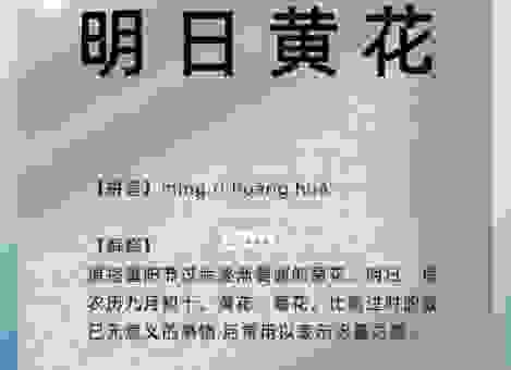 明日黄花是什么意思?带你了解这个词的正确用法