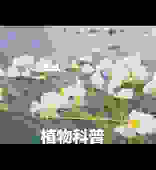 你知道水性杨花的意思吗?除了贬义其实它还是一种花