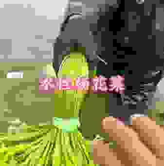 你知道水性杨花的意思吗?除了贬义其实它还是一种花