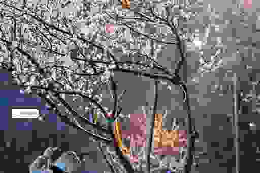 科普桃花雪是什么意思，为什么春季会出现这种降雪