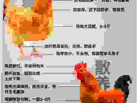 雄鸡断尾是什么意思？为您提供详细的背景介绍与含义！
