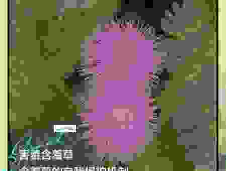 含苞欲放是什么意思呀?快来看看正确的用法示例