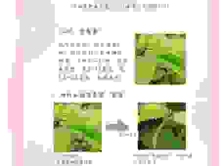 含苞欲放是什么意思呀？快来看看正确的用法示例
